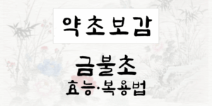 금불초