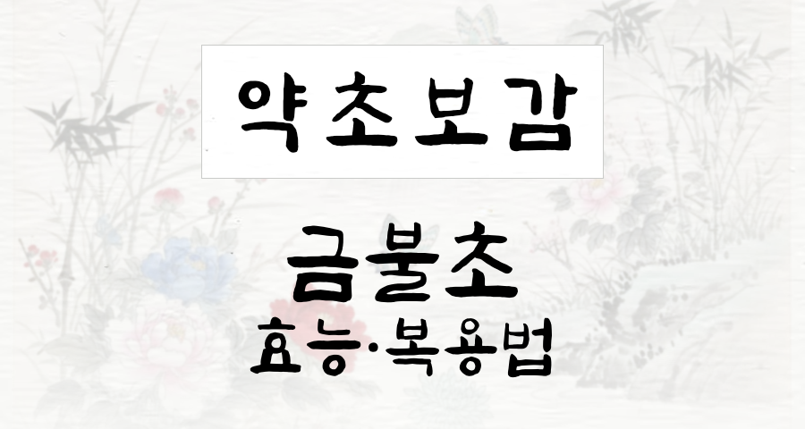 금불초