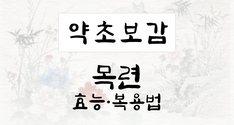 목련