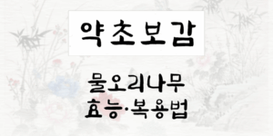 물오리나무