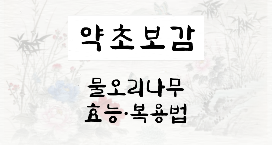 물오리나무