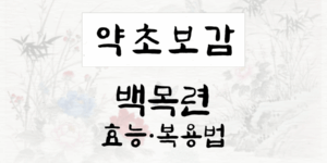 백목련