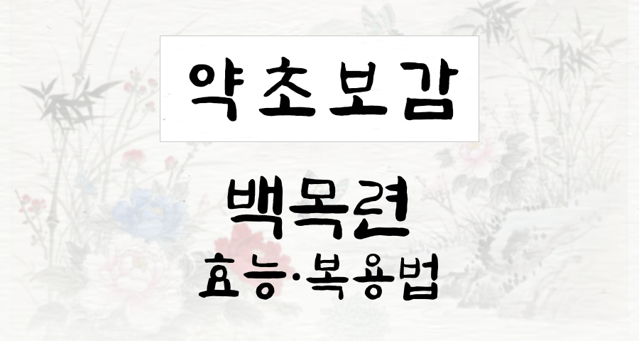 백목련