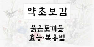 붉은토끼풀