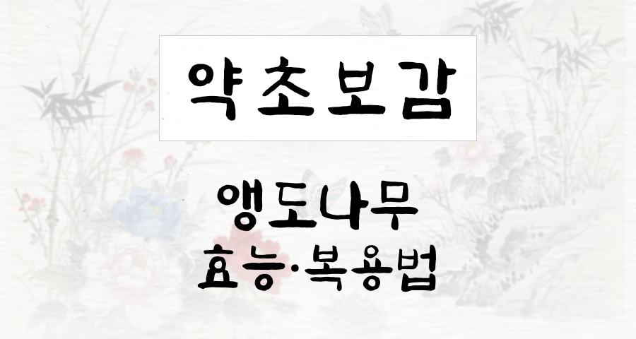 앵도나무