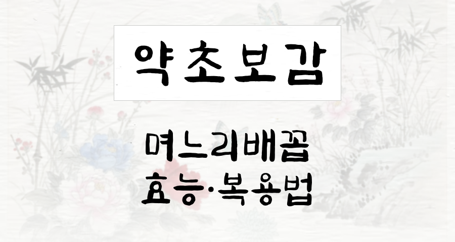 며느리배꼽