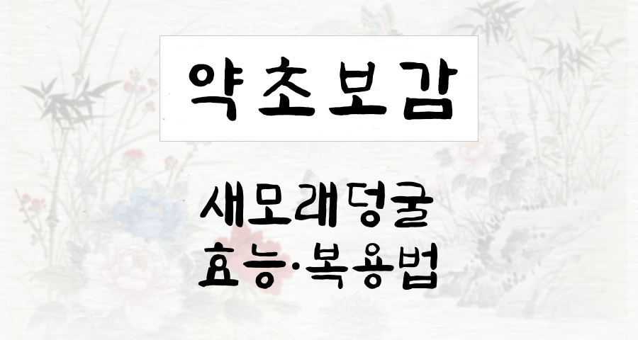 새모래덩굴