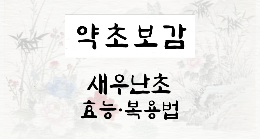 새우난초
