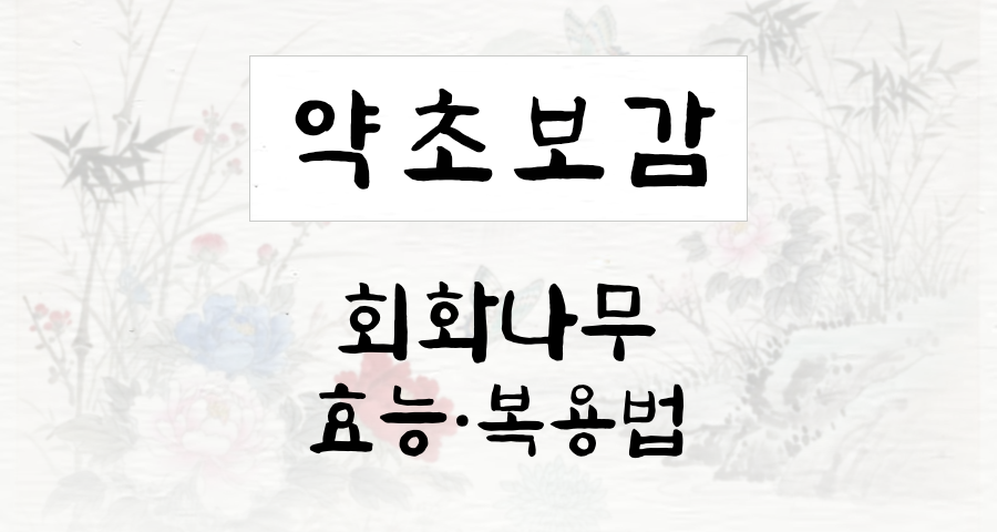 회화나무