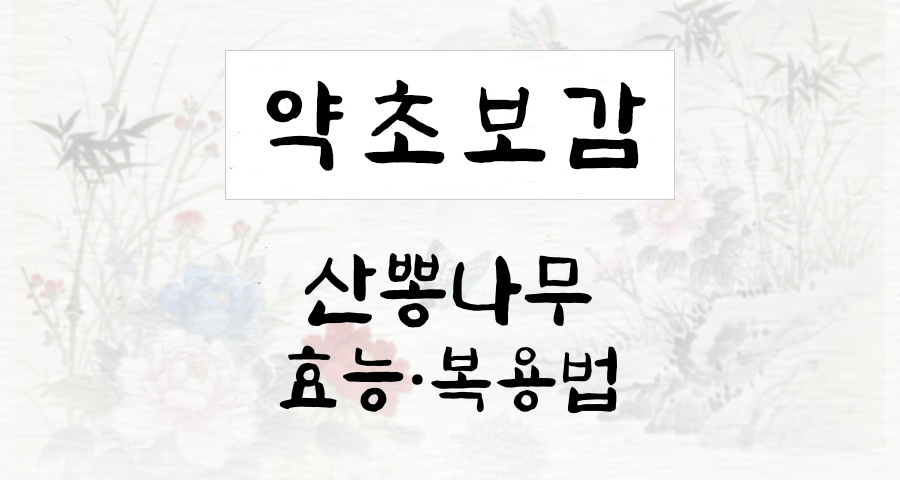 산뽕나무 효능과 복용법 완벽 가이드 – Good65
