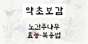 노간주나무