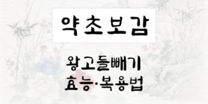 왕고들빼기