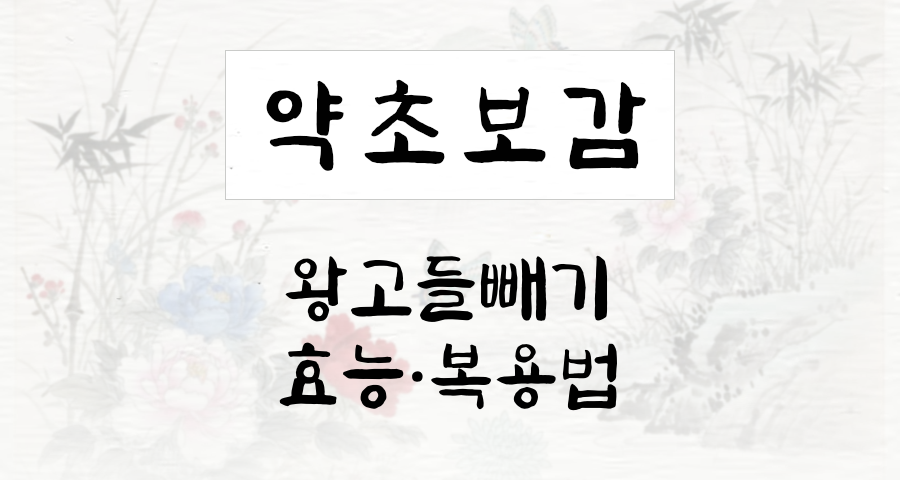 왕고들빼기