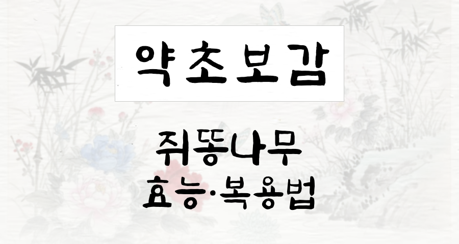 쥐똥나무
