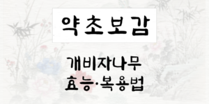 개비자나무