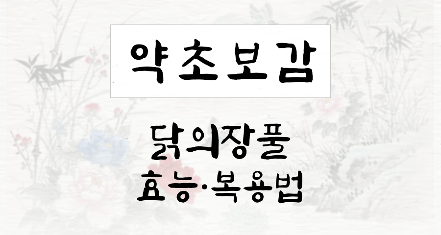 닭의장풀