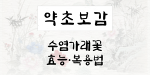 수염가래꽃
