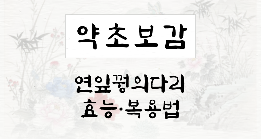 연잎꿩의다리